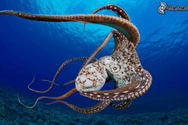 Kraken актуальное